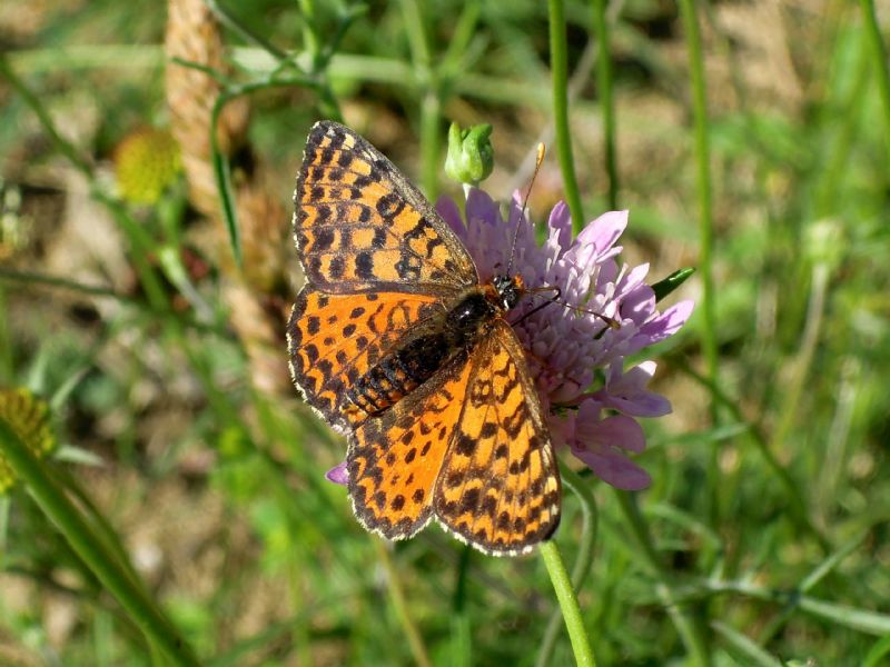 Melitaea didyma (meridionalis?)